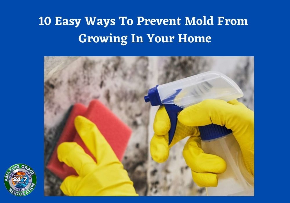 mold-removal-experts