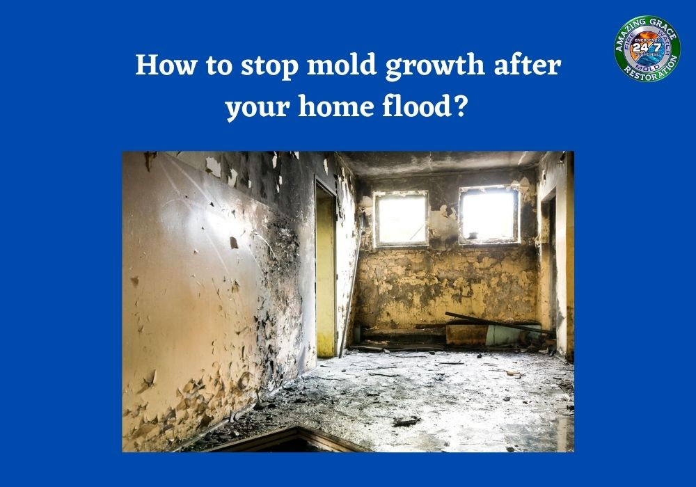 mold-reparing-experts