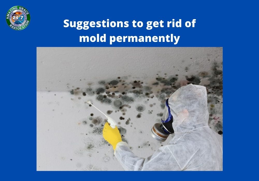 mold-removal-service